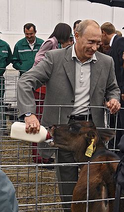 Вчера в Белгороде президент России Владимир Путин в рамках реализации проекта «Сельское хозяйство» накормил теленка. Загружается с сайта Ъ