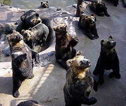 Во время саммита G8 в Японии новому президенту РФ Дмитрию Медведеву предлагают встретиться с аборигенами Хоккайдо, которые поклоняются божественному медведю (на фото – японский медвежий заповедник). Загружается с сайта Ъ