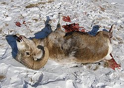 В гибели горных баранов могут оказаться виноваты сами бараны. Фото: Сайт altapress.ru. Загружается с сайта Ъ